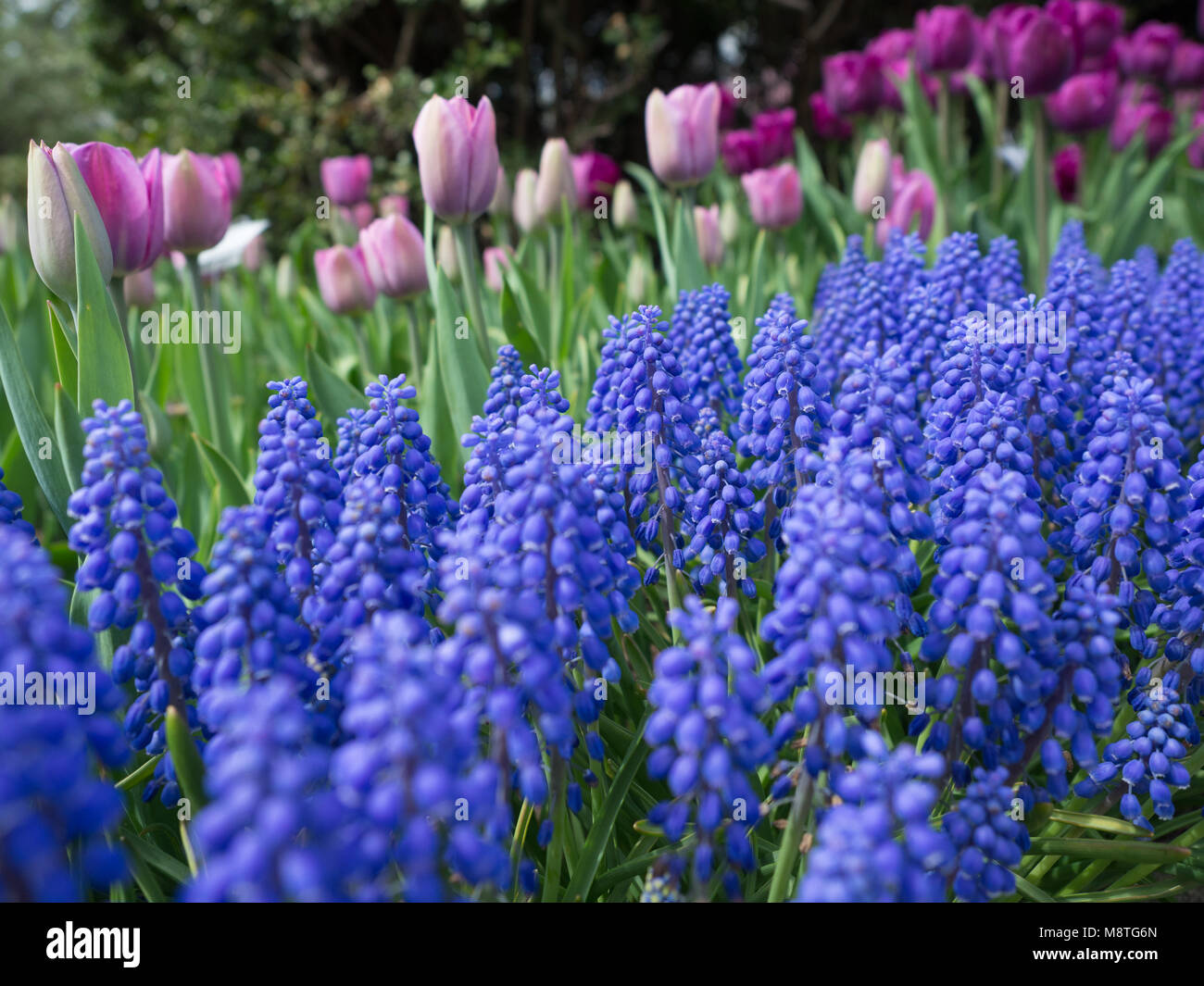 Muscaris fleurs du jardin et les tulipes violet en arrière-plan sur le Central Park Conservatory Garden Banque D'Images