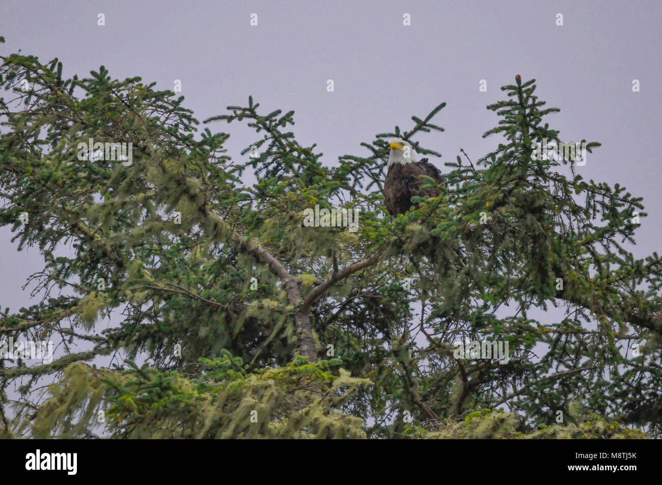 Un aigle à tête blanche perché dans un pin à Tofino, Vancouver, Île, Colombie-Britannique, Canada. Banque D'Images