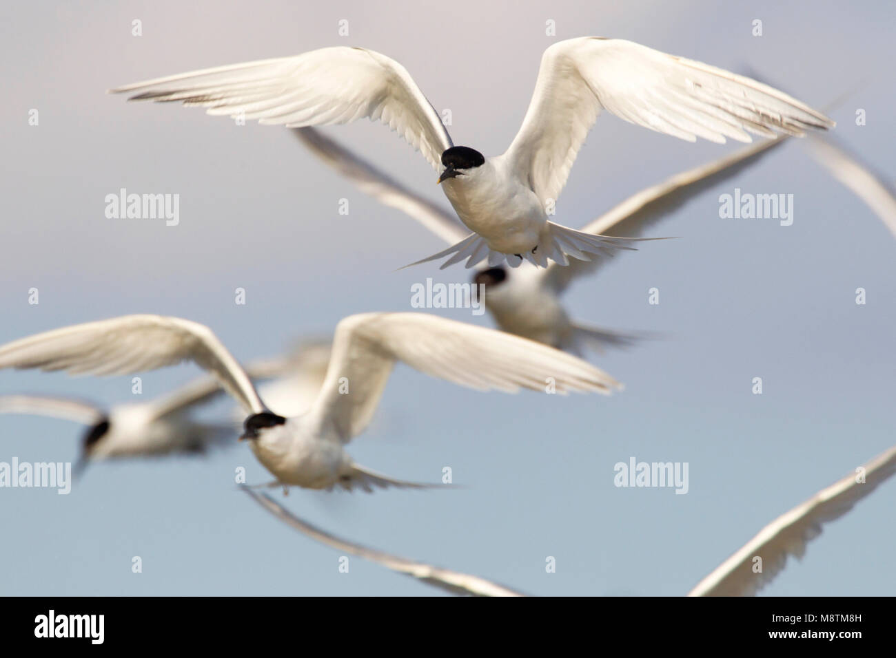 Grote Stern groep vliegend ; sterne caugek groupe flying Banque D'Images