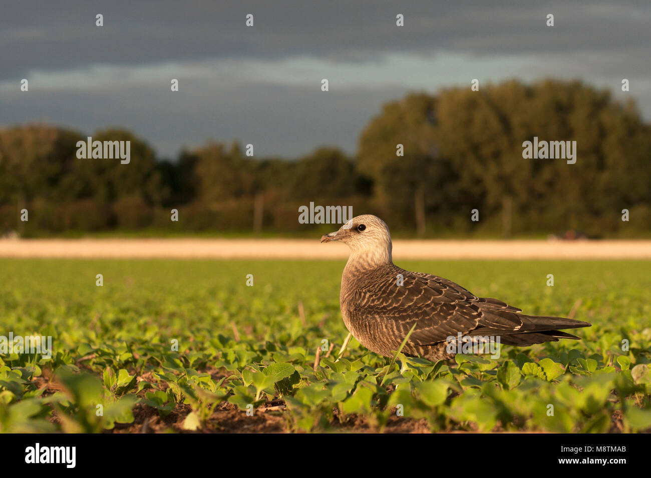 Kleinste Jager zittend en veld ; Long-tailed Skua perché dans le champ Banque D'Images