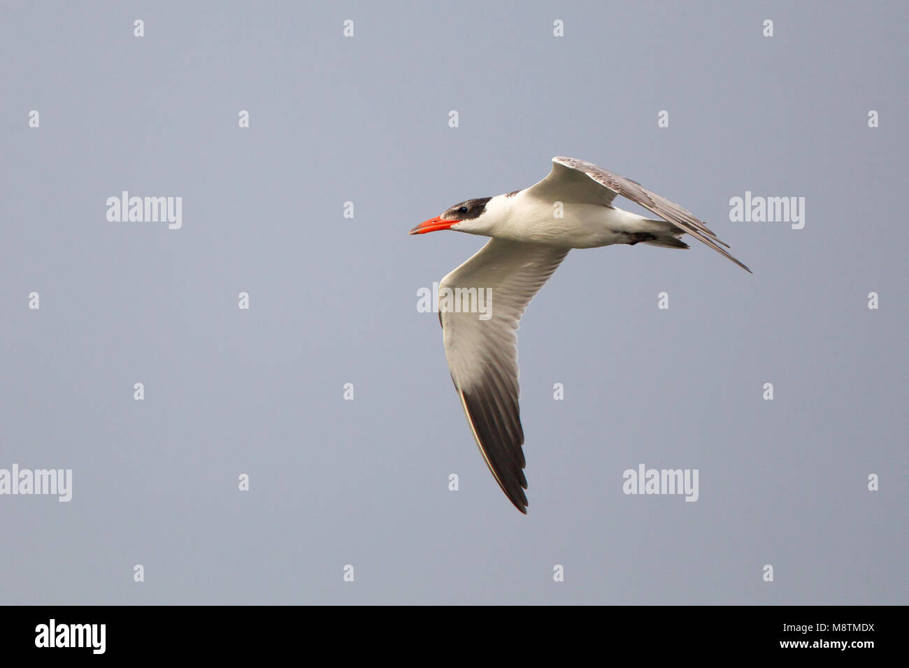 Reuzenstern vliegend ; sterne caspienne flying Banque D'Images