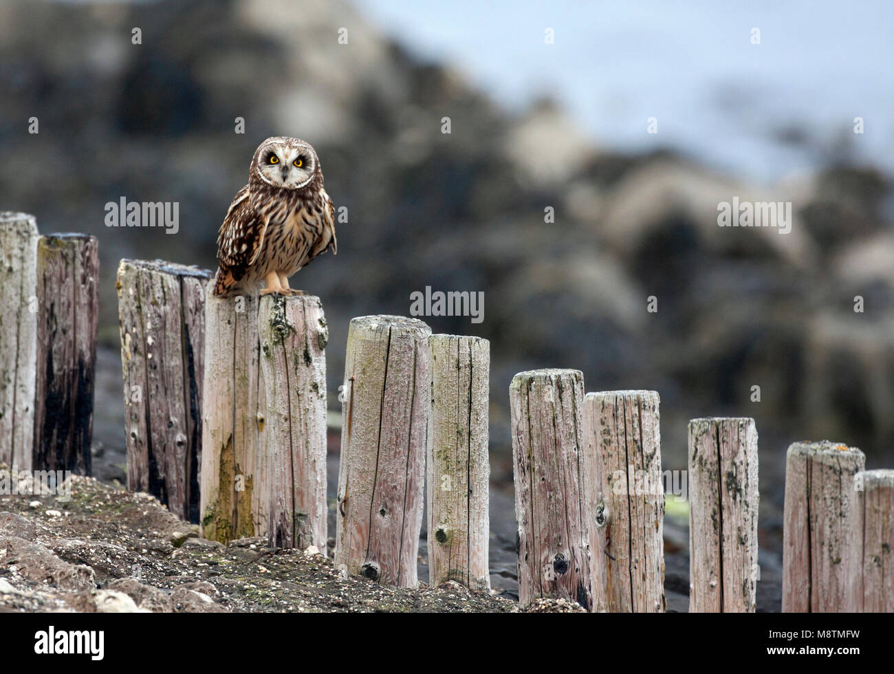 Velduil zittend paal op ; Short-eared Owl perché sur perche Banque D'Images