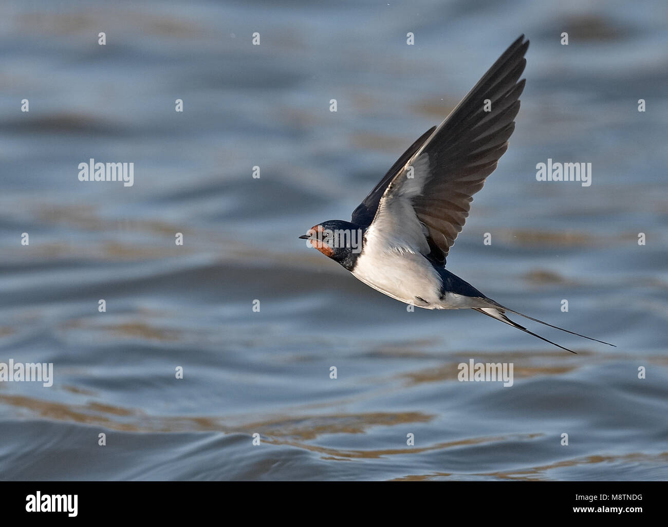 Boerenzwaluw vliegend boven l'eau ; Hirondelle volant au-dessus de l'eau Banque D'Images