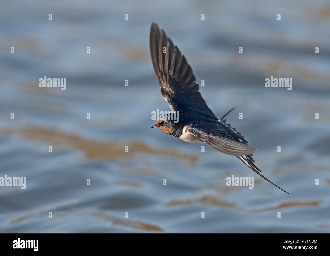 Boerenzwaluw vliegend boven l'eau ; Hirondelle volant au-dessus de l'eau Banque D'Images