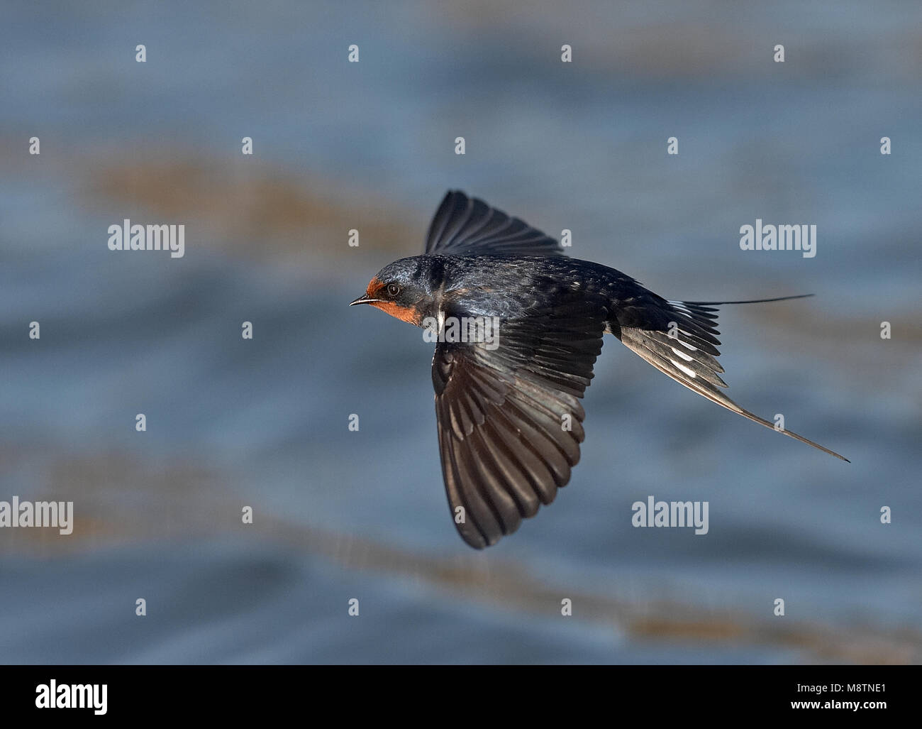 Boerenzwaluw vliegend boven l'eau ; Hirondelle volant au-dessus de l'eau Banque D'Images