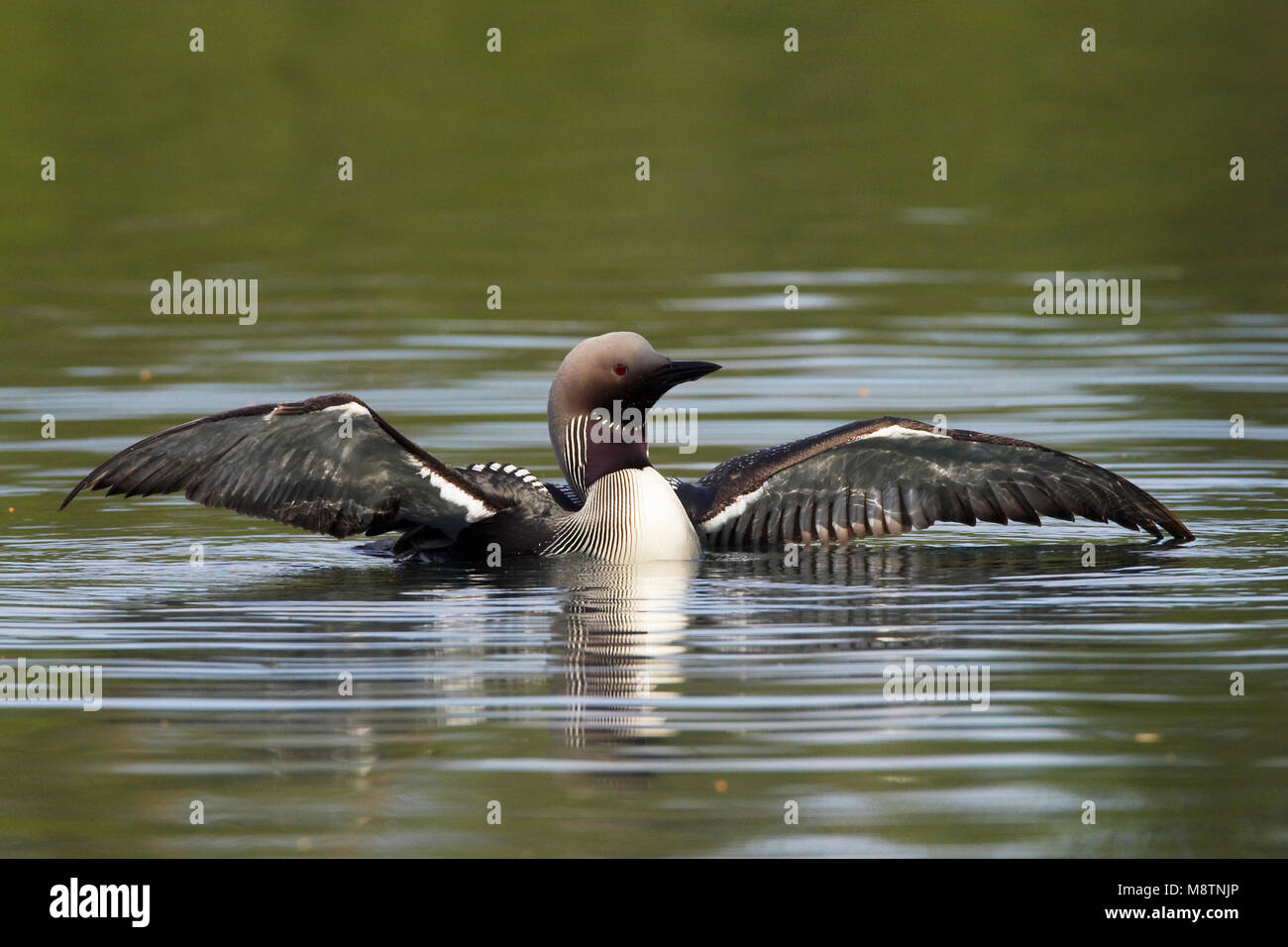 Wijd Parelduiker vleugels dans l'eau ; Black-throated Loon ailes déployées dans l'eau Banque D'Images