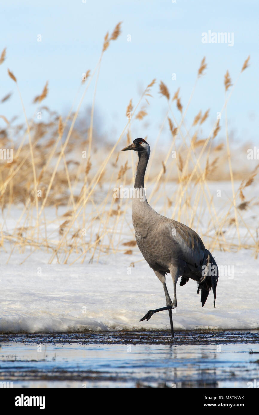 Kraanvogel staand dans l'eau ; grue commune perché dans l'eau Banque D'Images Kraanvogel staand dans l'eau ; grue commune perché dans l'eau Banque D'Images