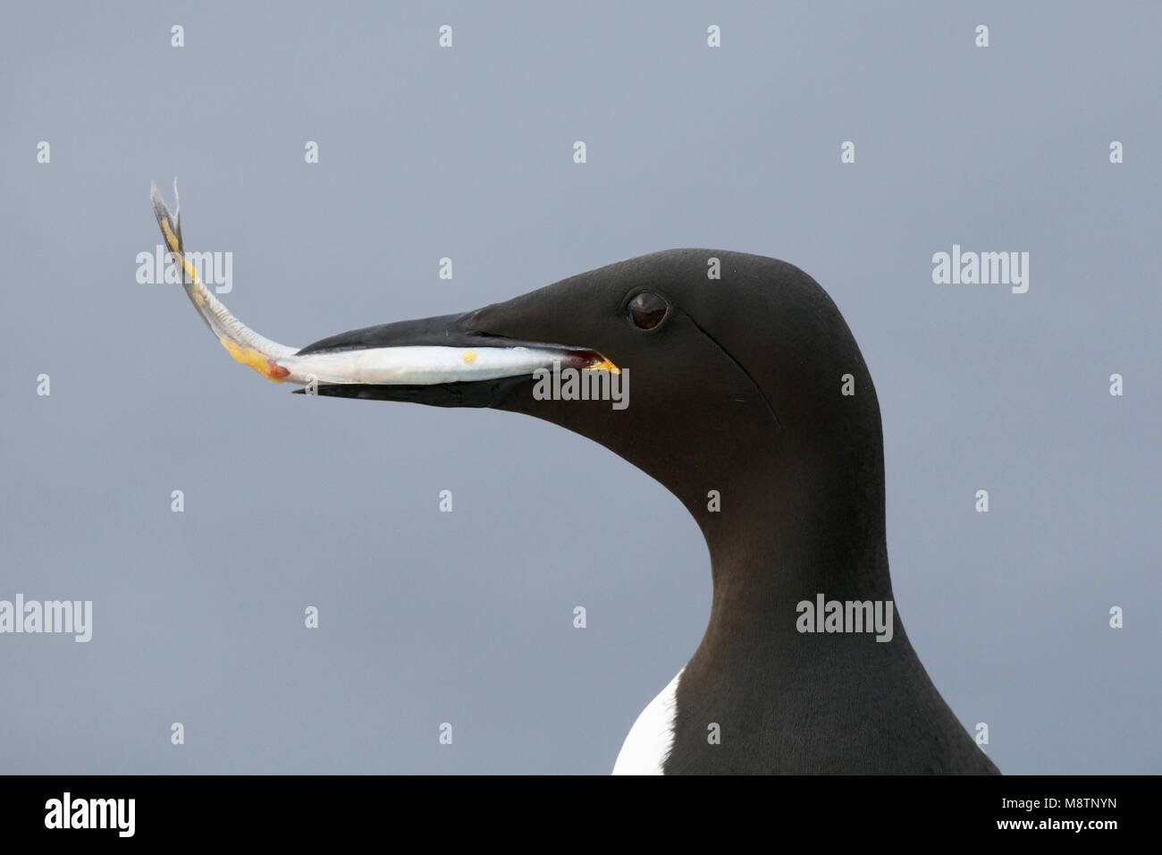 Zeekoet, Guillemot de Troïl (Uria aalge Banque D'Images