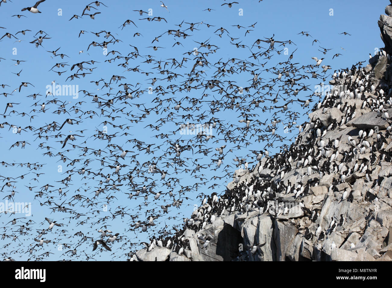 Zeekoet, Guillemot de Troïl (Uria aalge Banque D'Images Zeekoet, Guillemot de Troïl (Uria aalge Banque D'Images