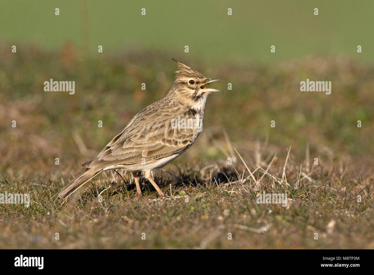 Kuifleeuwerik zingend op de grond Crested Lark commun ; chant sur le terrain Banque D'Images