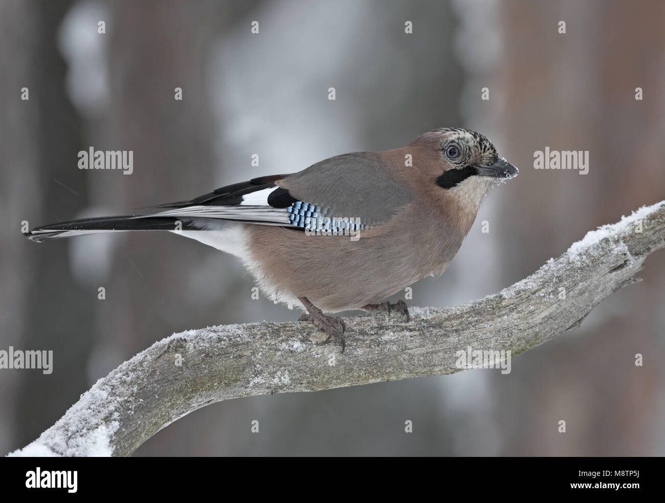 Eurasian Jay perché sur une branche couverte de neige ; Vlaamse Gaai zittend op een besneeuwde tak Banque D'Images Eurasian Jay perché sur une branche couverte de neige ; Vlaamse Gaai zittend op een besneeuwde tak Banque D'Images