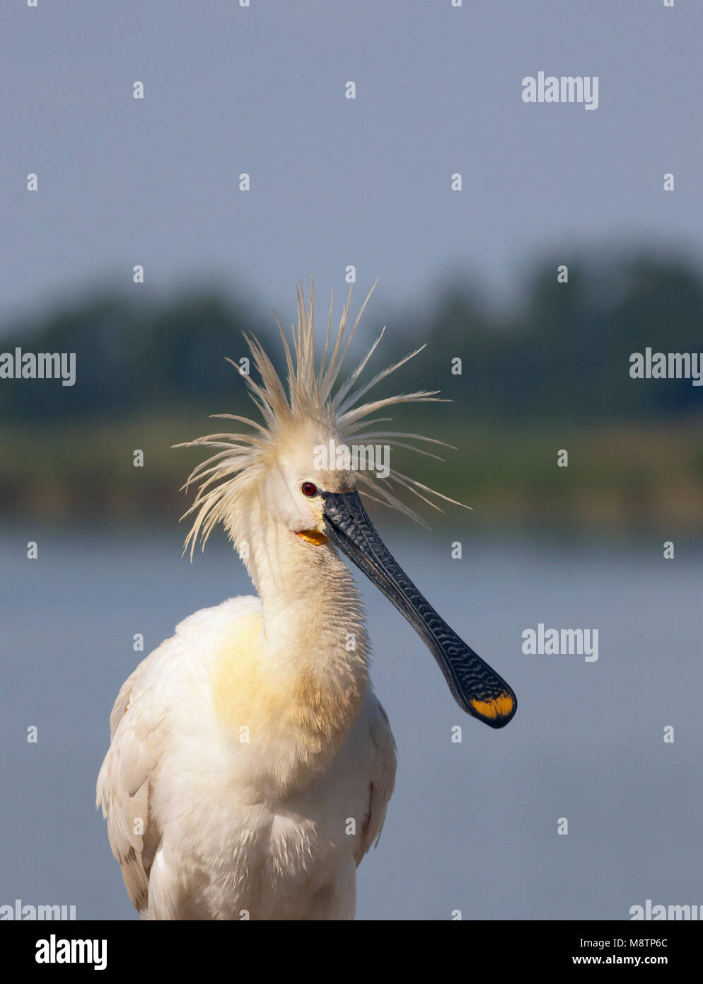 Lepelaar dans prachtkleed breedingplumage, la spatule blanche Banque D'Images Lepelaar dans prachtkleed breedingplumage, la spatule blanche Banque D'Images