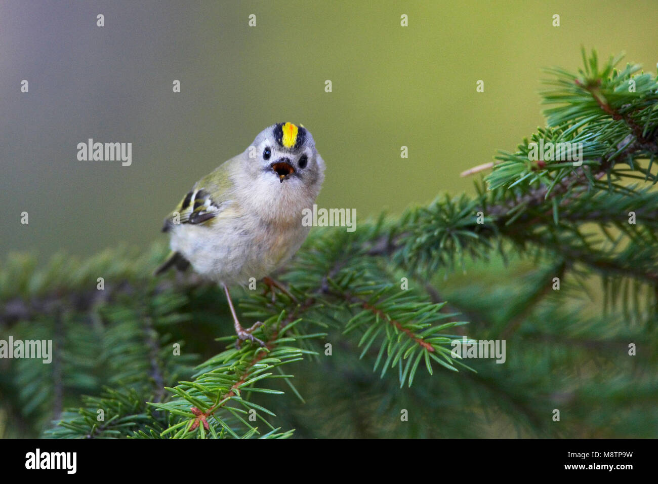 Goudhaan, Goldcrest, Regulus regulus Banque D'Images