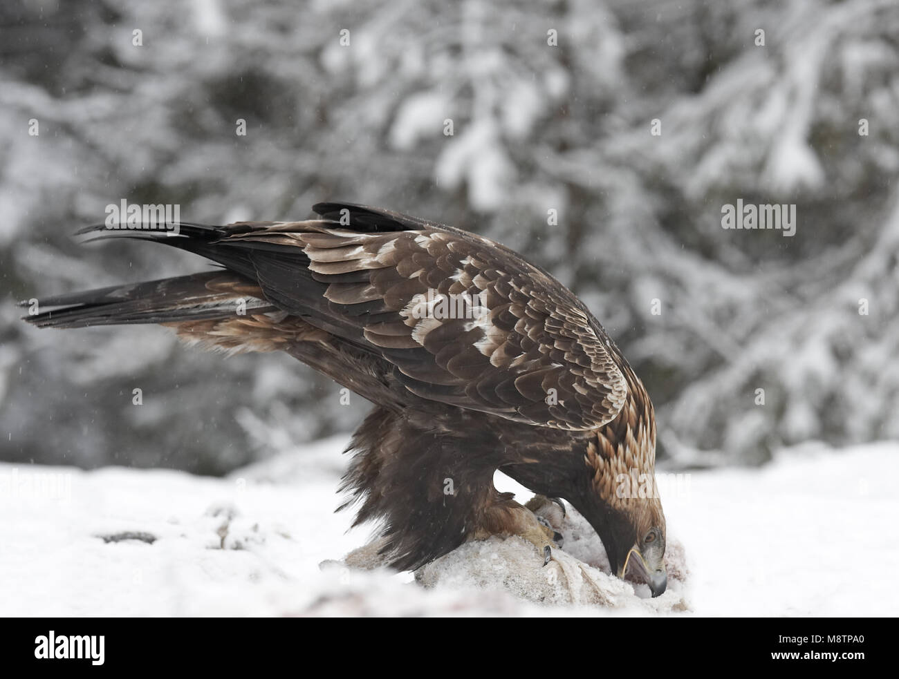 Steenarend zittend dans de prooi en op ; Golden Eagle perché dans la neige sur les proies Banque D'Images Steenarend zittend dans de prooi en op ; Golden Eagle perché dans la neige sur les proies Banque D'Images