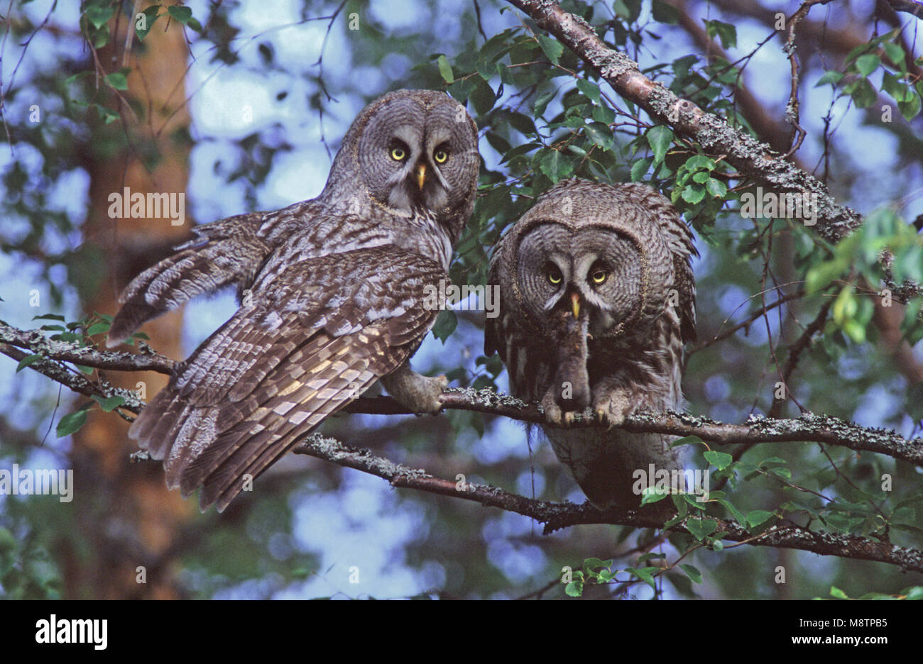 Laplanduil zittend op een tak rencontré prooi ; Great Grey Owl perché sur une branche avec les proies Banque D'Images Laplanduil zittend op een tak rencontré prooi ; Great Grey Owl perché sur une branche avec les proies Banque D'Images