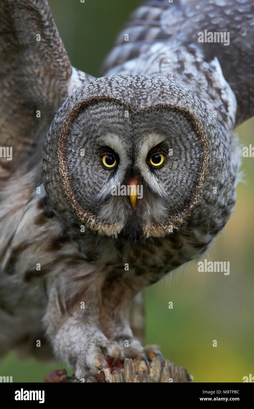Laplanduil close-up ; Chouette lapone close-up Banque D'Images