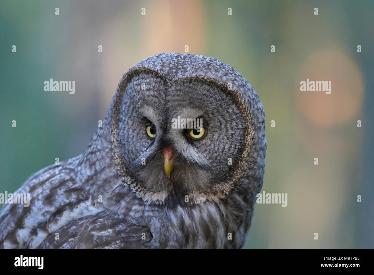 Laplanduil close-up ; Chouette lapone close-up Banque D'Images