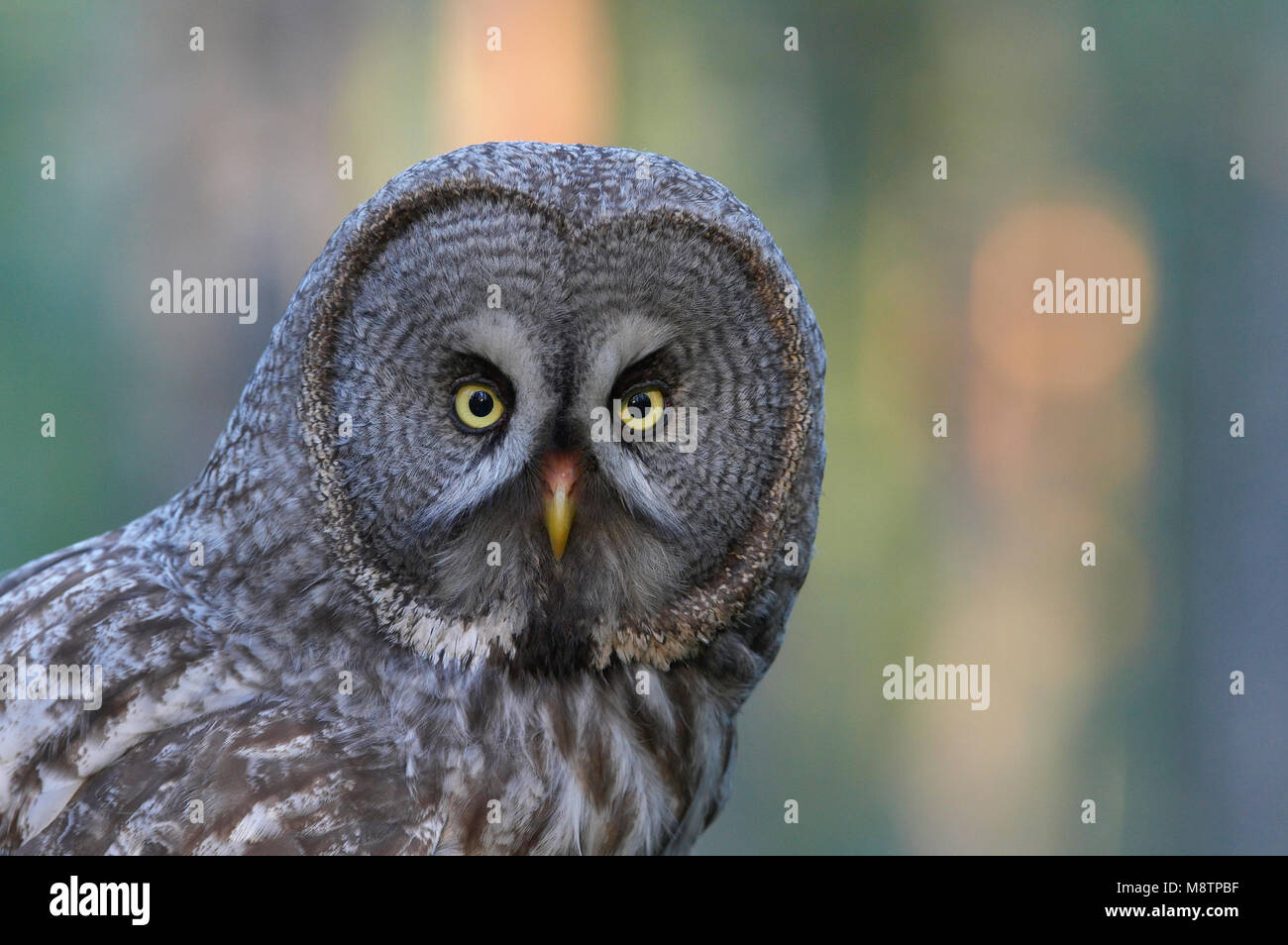 Laplanduil close-up ; Chouette lapone close-up Banque D'Images