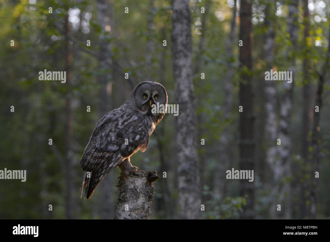Laplanduil zittend op een tak ; Great Grey Owl perché sur une branche Banque D'Images Laplanduil zittend op een tak ; Great Grey Owl perché sur une branche Banque D'Images