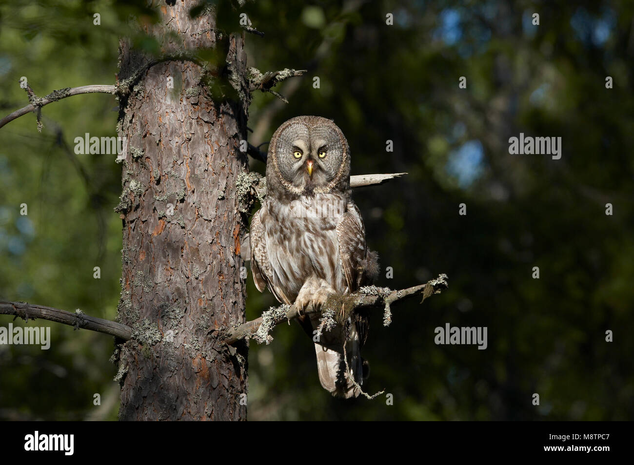 Laplanduil zittend op een tak ; Great Grey Owl perché sur une branche Banque D'Images Laplanduil zittend op een tak ; Great Grey Owl perché sur une branche Banque D'Images