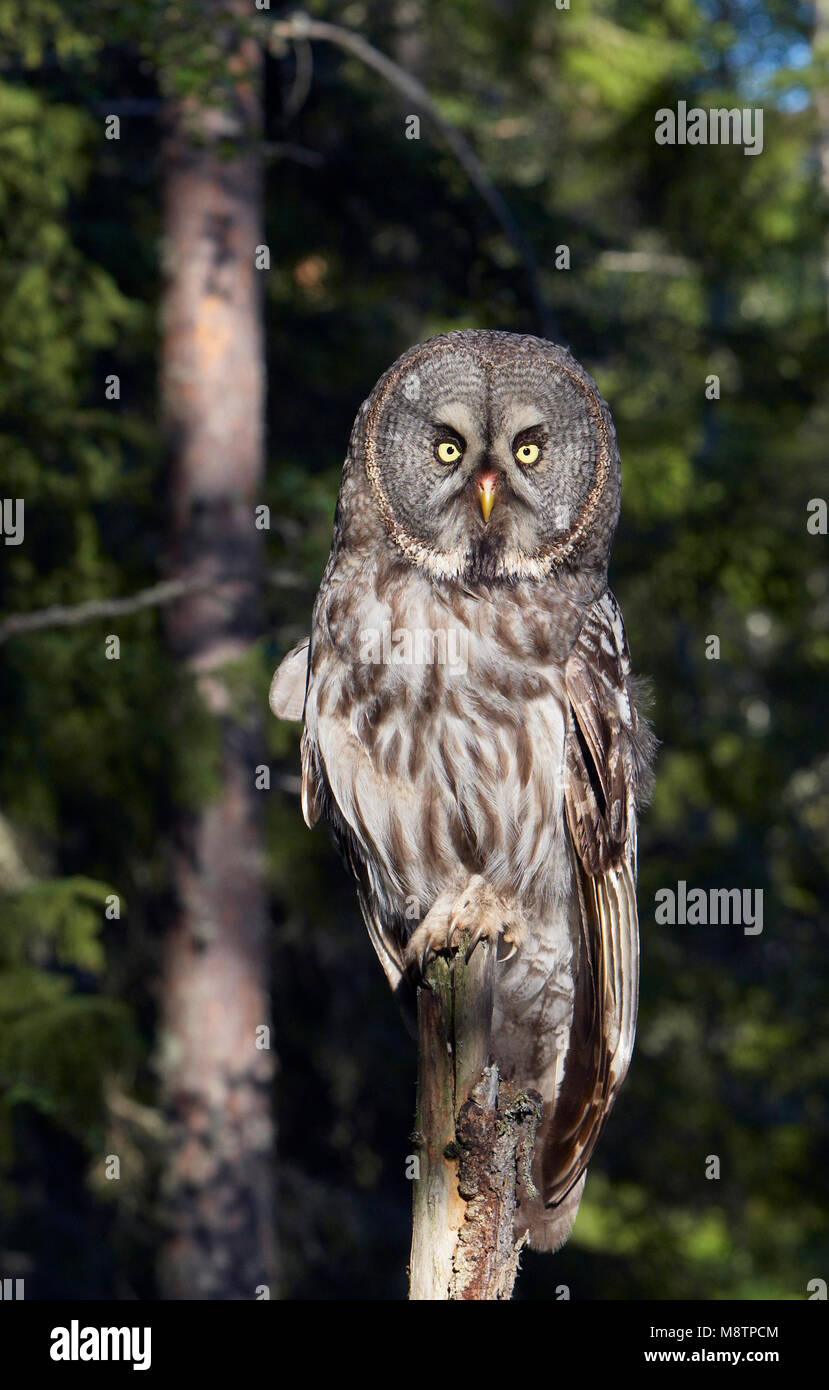 Laplanduil zittend op een tak ; Great Grey Owl perché sur une branche Banque D'Images Laplanduil zittend op een tak ; Great Grey Owl perché sur une branche Banque D'Images