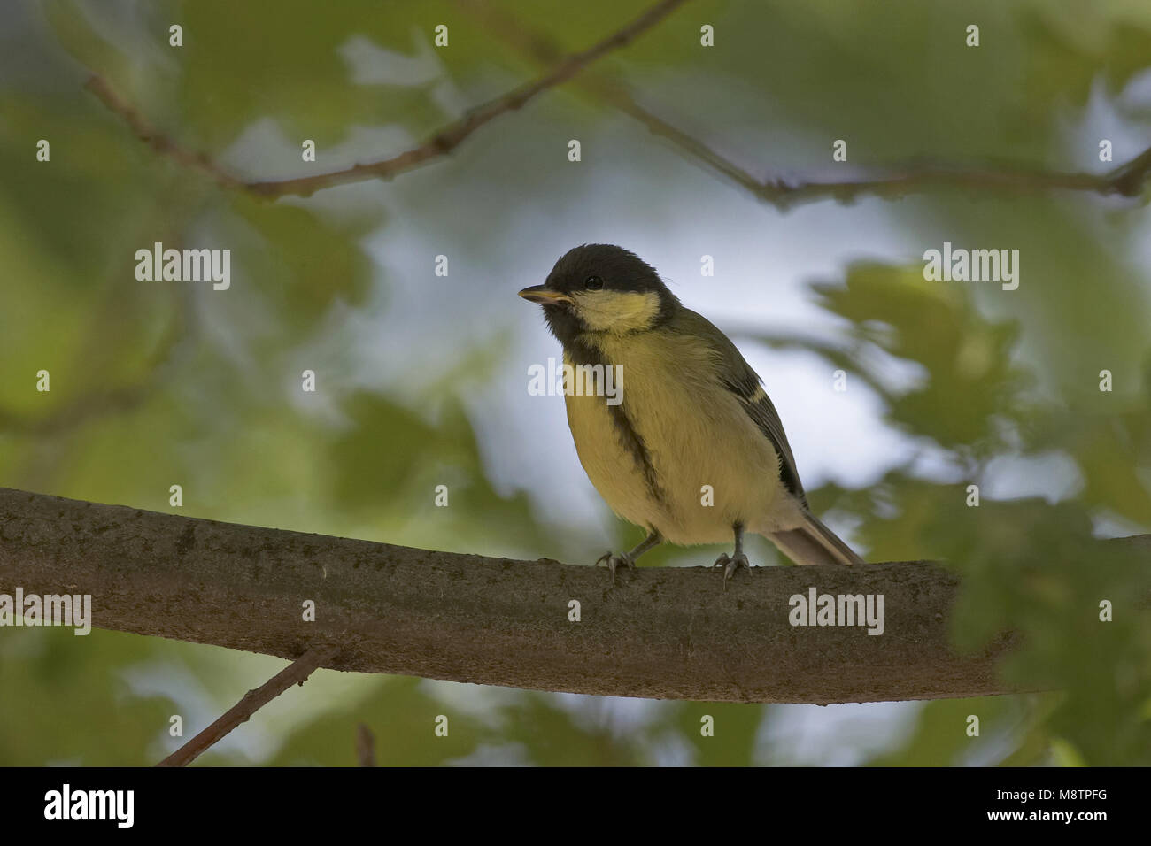 Great Tit perché sur une branche ; Koolmees zittend op een tak Banque D'Images Great Tit perché sur une branche ; Koolmees zittend op een tak Banque D'Images