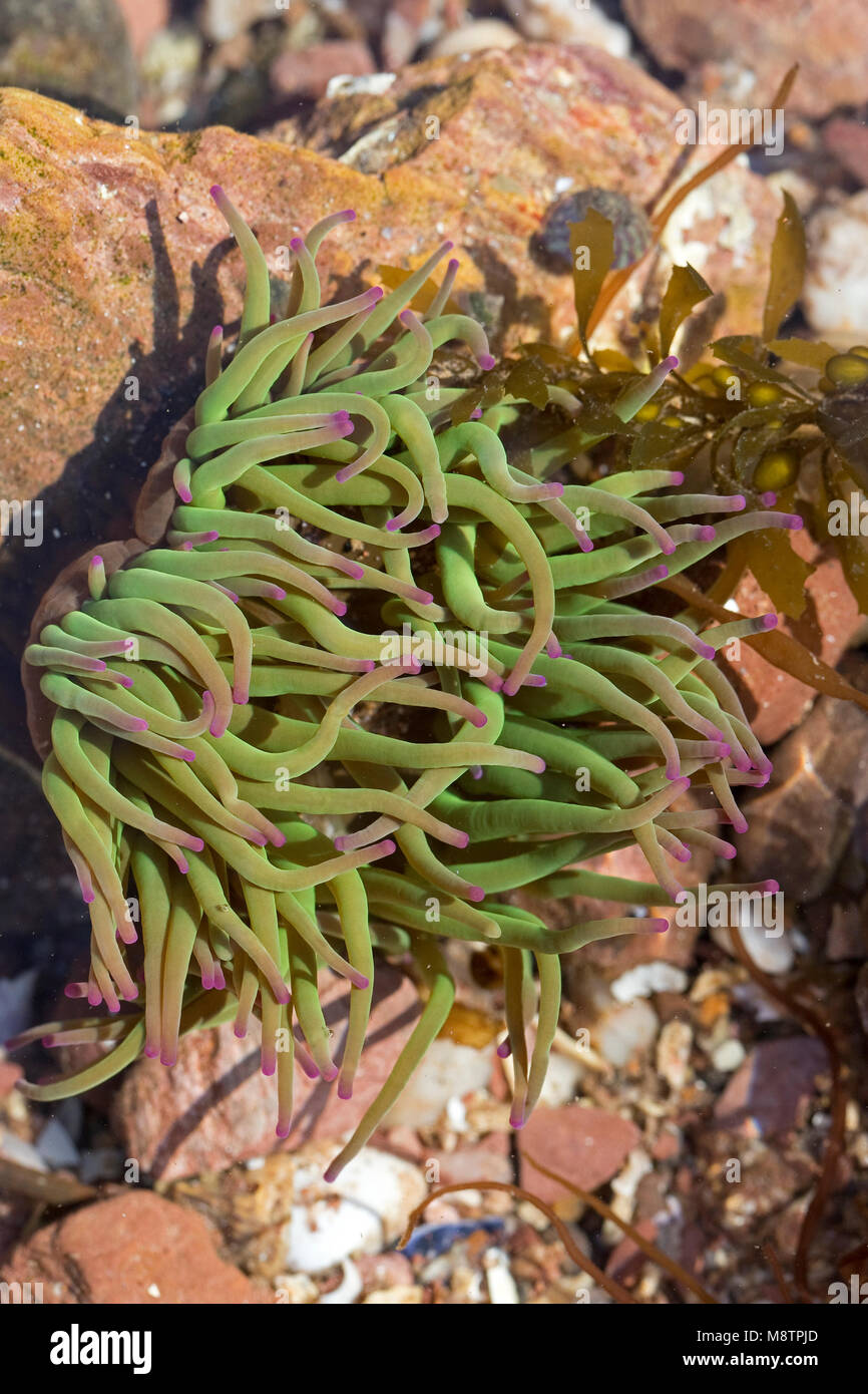 L'Anémone Anemonia viridis (Snakelocks) Banque D'Images