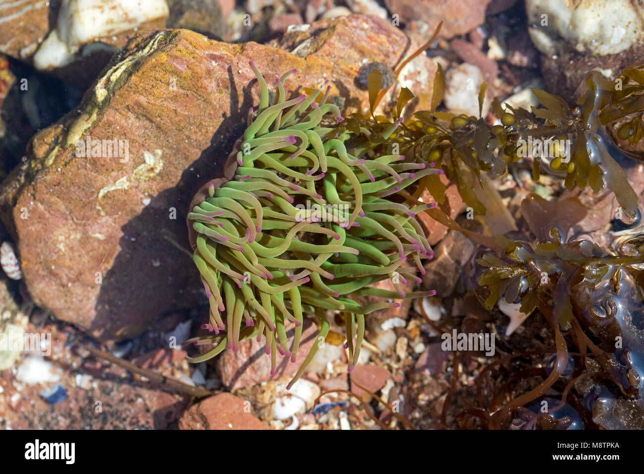 L'Anémone Anemonia viridis (Snakelocks) Banque D'Images