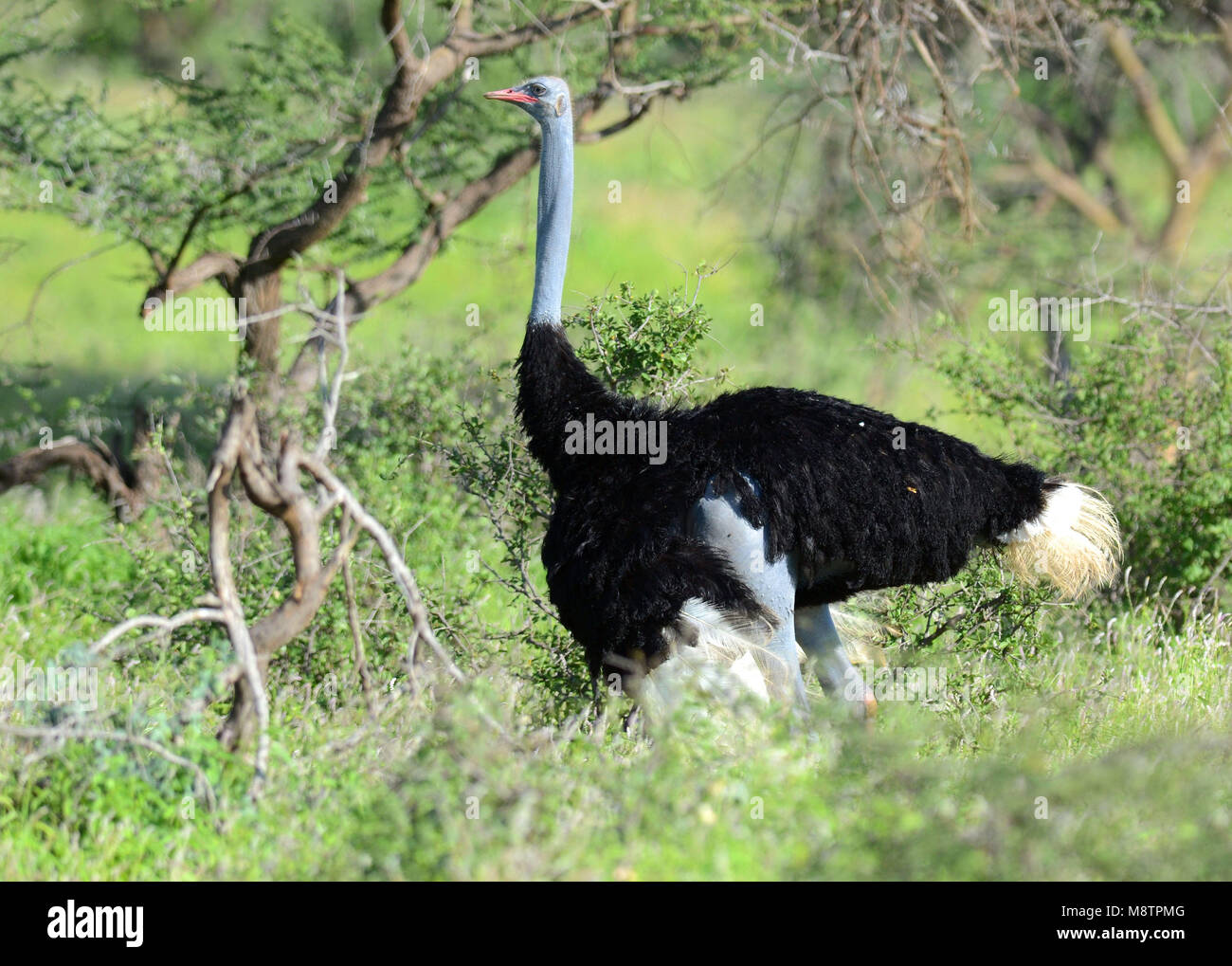 L'autruche de Somalie (Struthio molybdophanes) à Samburu NP Buffalo-Springs, Kenia Banque D'Images