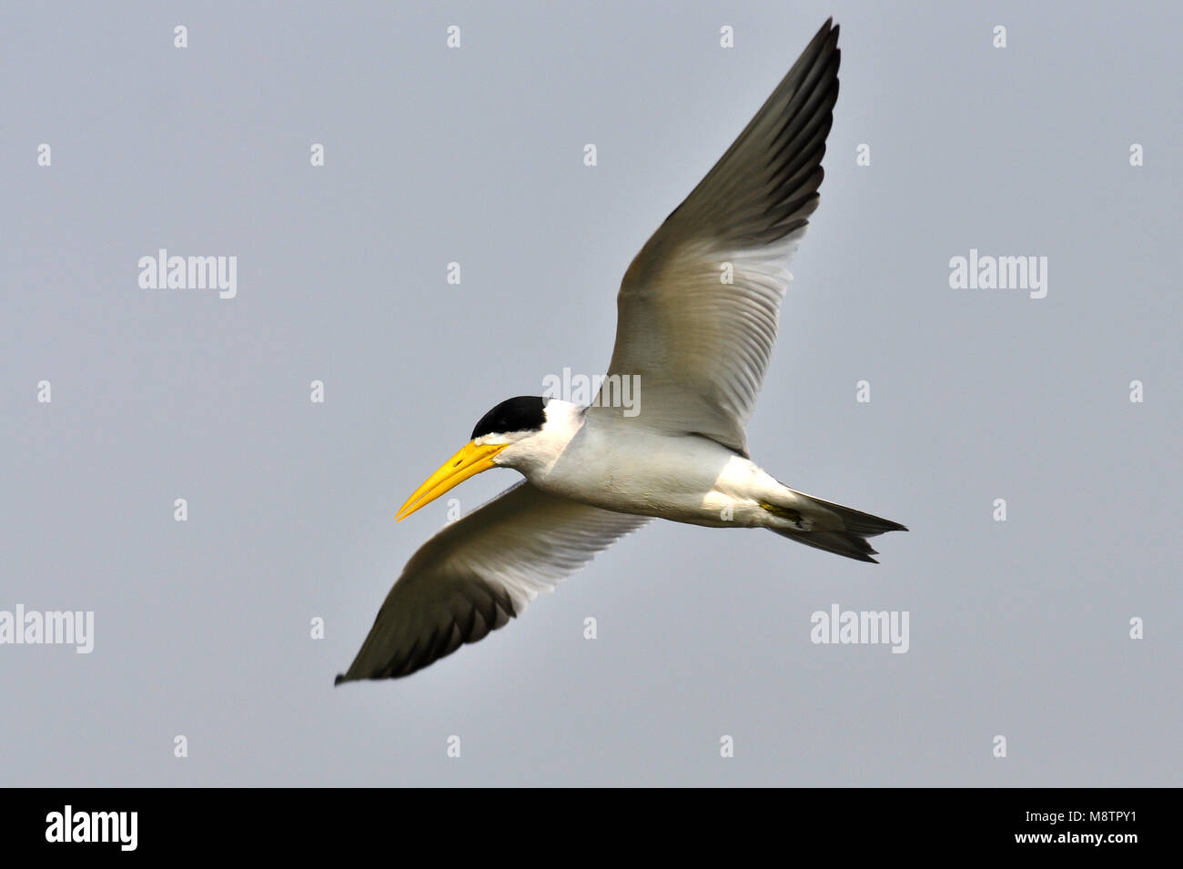 L'image d'oiseaux par Laurens Steijn Banque D'Images