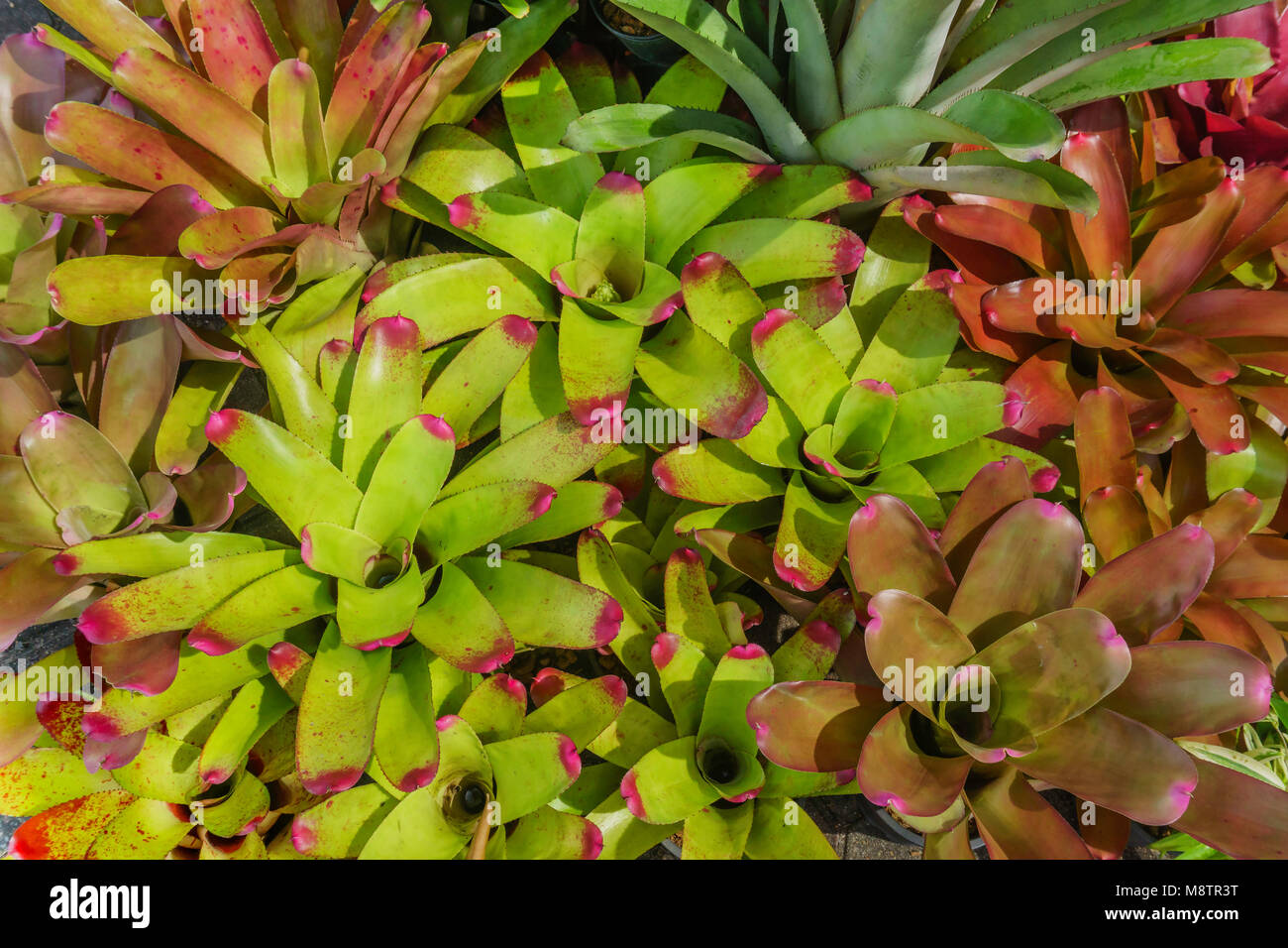 Groupe des broméliacées colorées Neoregelia en magasin de l'usine Banque D'Images