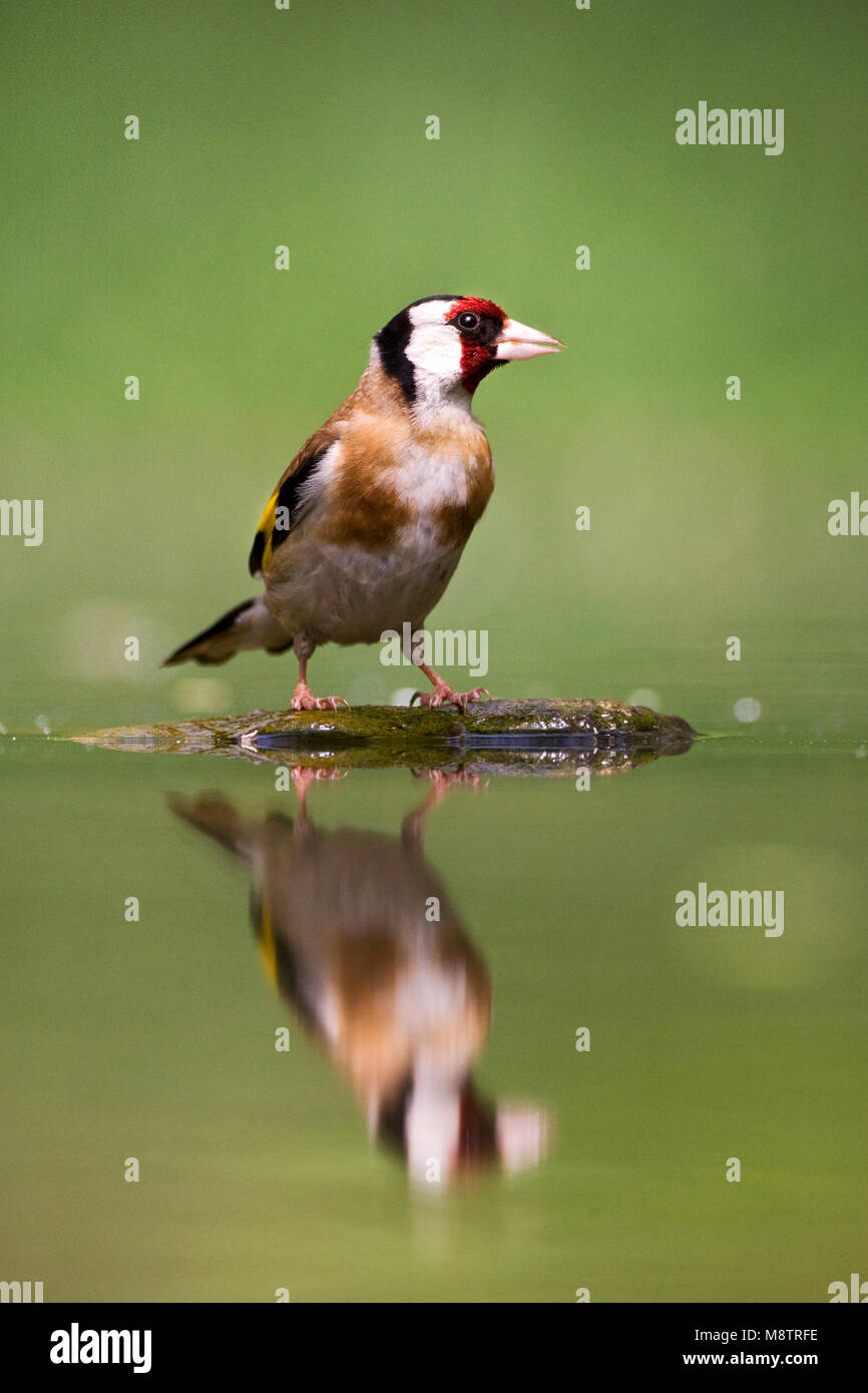 Drinkplaats Putter bij ; Chardonneret élégant au site potable Banque D'Images