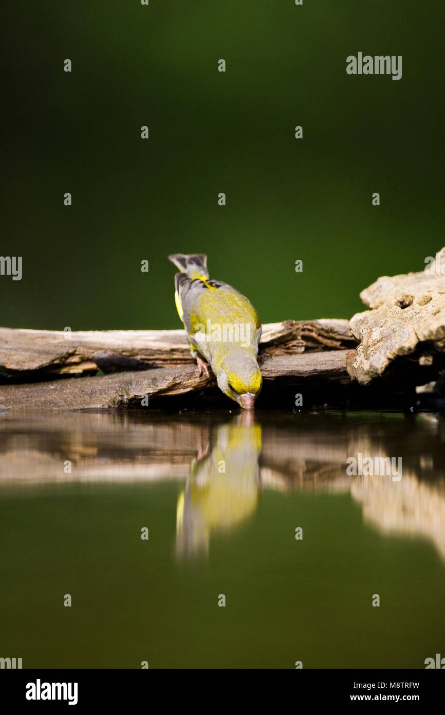 Bij Groenling drinkplaats ; European Greenfinch au site potable Banque D'Images