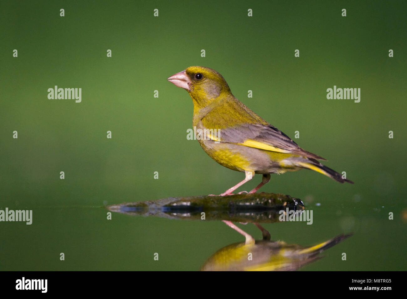 Cygne tuberculé, Groenling, Chloris chloris Banque D'Images