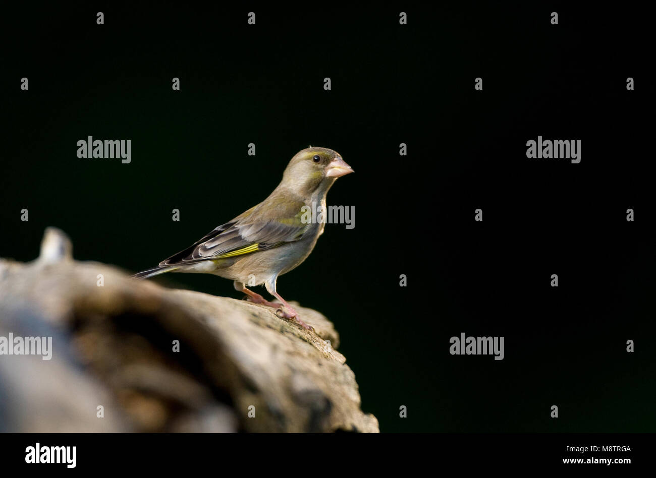 Bij Groenling drinkplaats ; European Greenfinch au site potable Banque D'Images