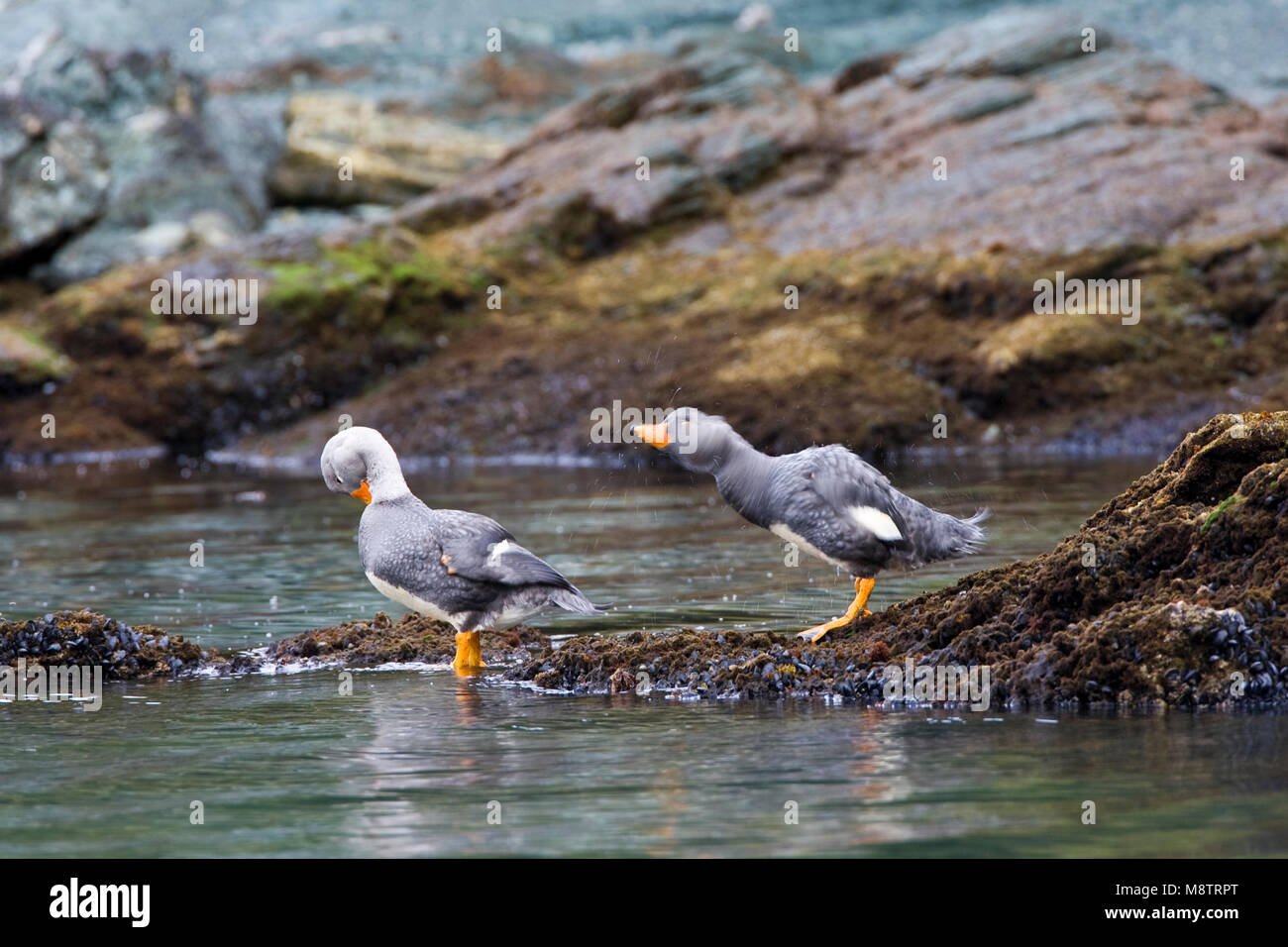 Booteenden rotskust Paartje Vliegende aan ; Paire de battant sur Steamer-Ducks rocky shore Banque D'Images