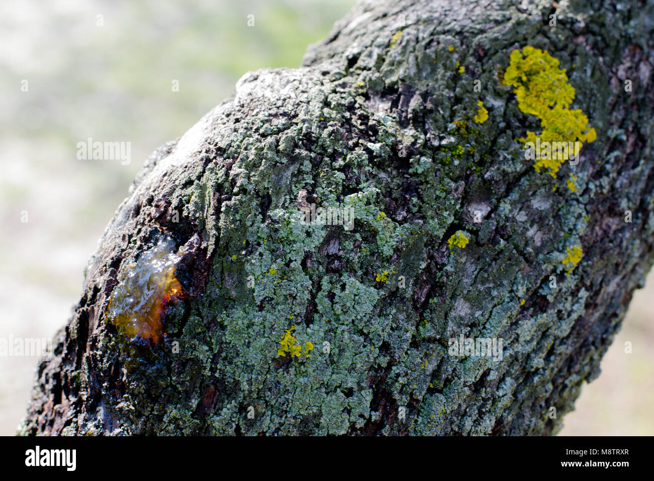 Close up d'un tronc d'arbre avec de la mousse de différentes couleurs et sap Banque D'Images