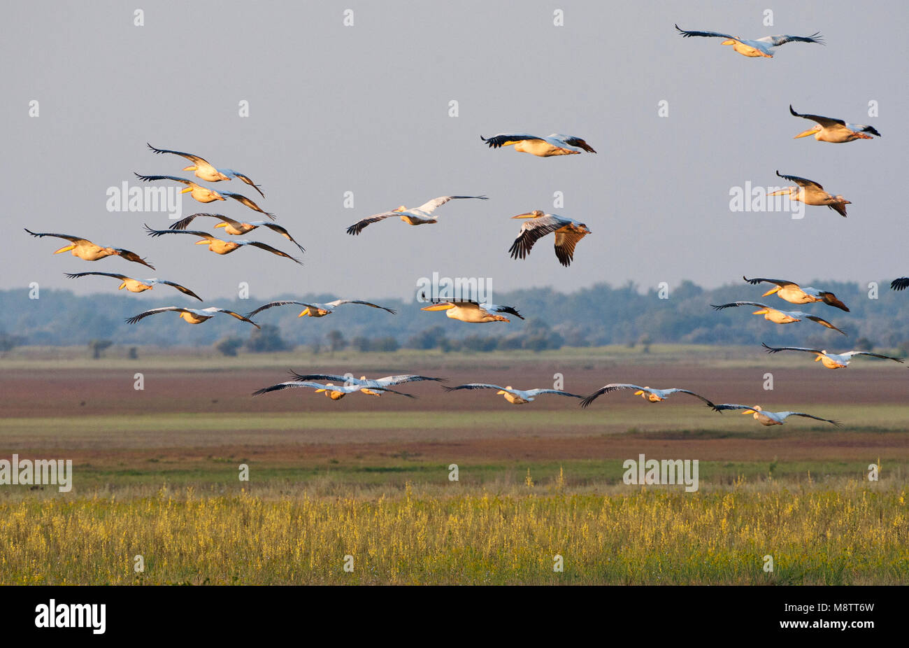 Roze Pelikaan, Grand, Pelecanus onocrotalus Banque D'Images