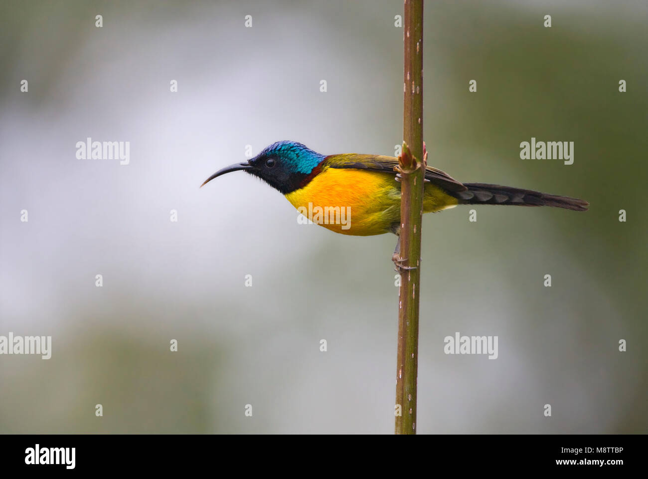 Groenstaarthoningzuiger op een tak ; Green-tailed Sunbird sur une branche Banque D'Images
