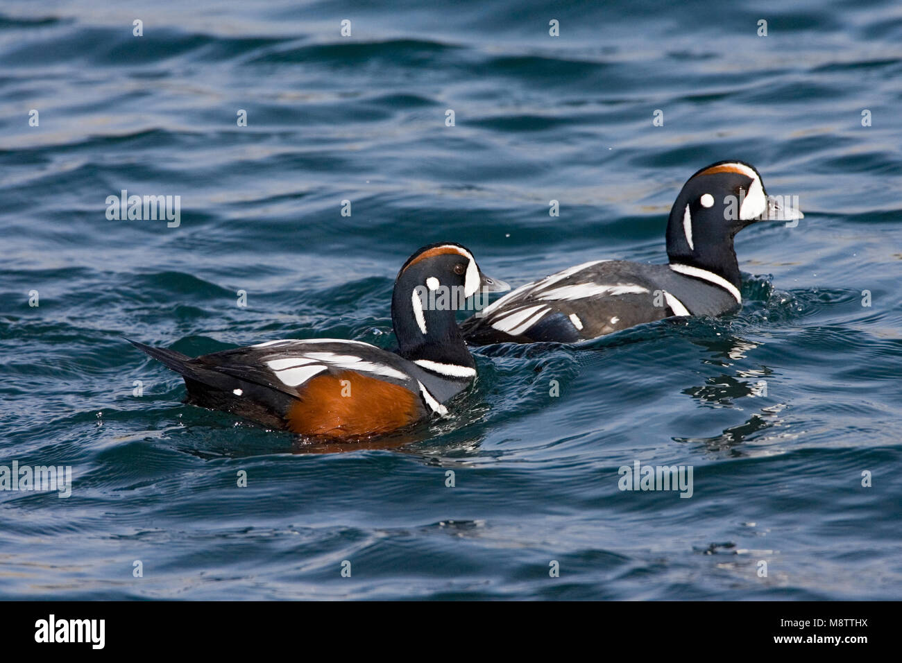 Les arlequins plongeurs nageant dans Hokkaido Harbour Banque D'Images