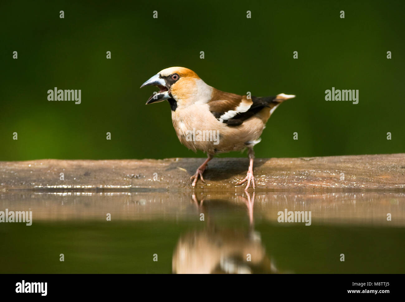 Drinkplaats Appelvink ; Hawfinch bij au site potable Banque D'Images