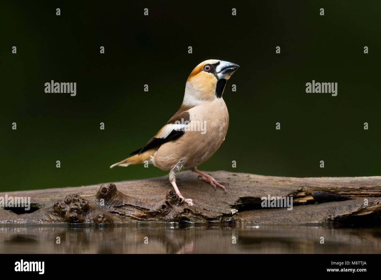 Drinkplaats Appelvink ; Hawfinch bij au site potable Banque D'Images