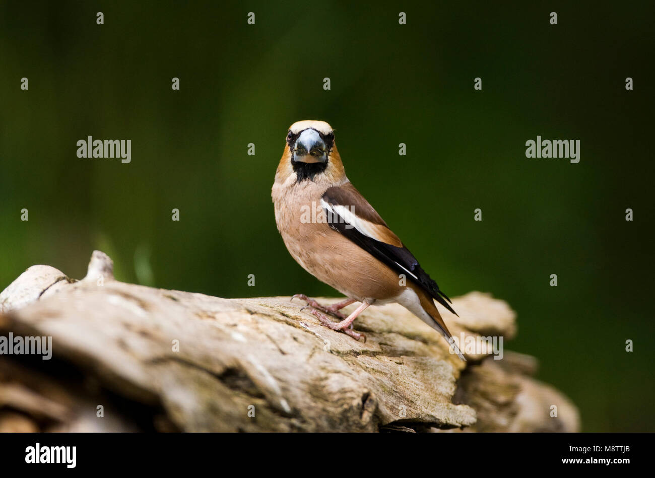 Drinkplaats Appelvink ; Hawfinch bij au site potable Banque D'Images
