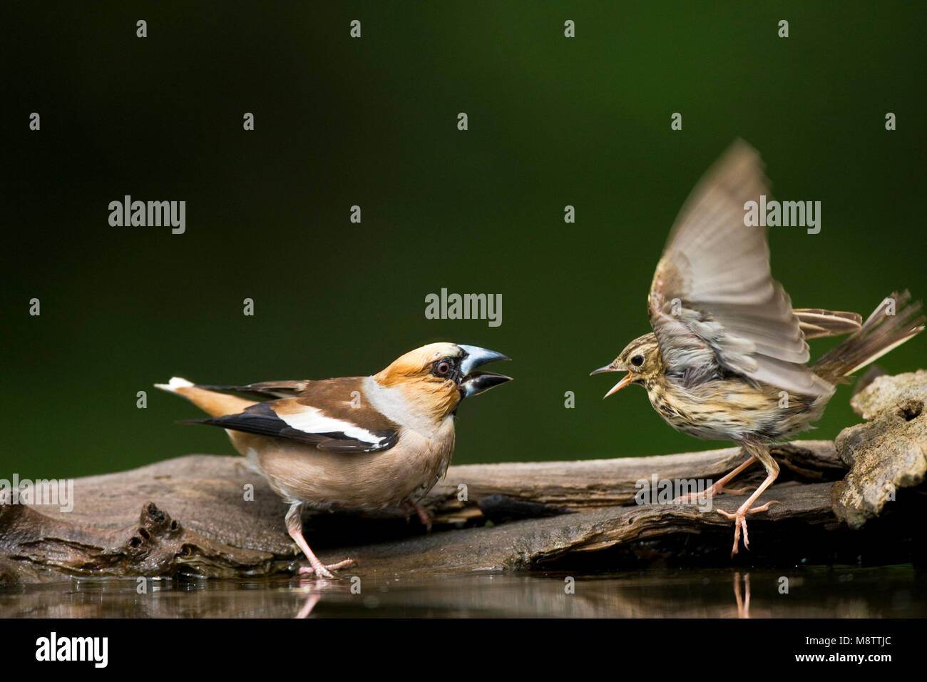 Drinkplaats Appelvink ; Hawfinch bij au site potable Banque D'Images