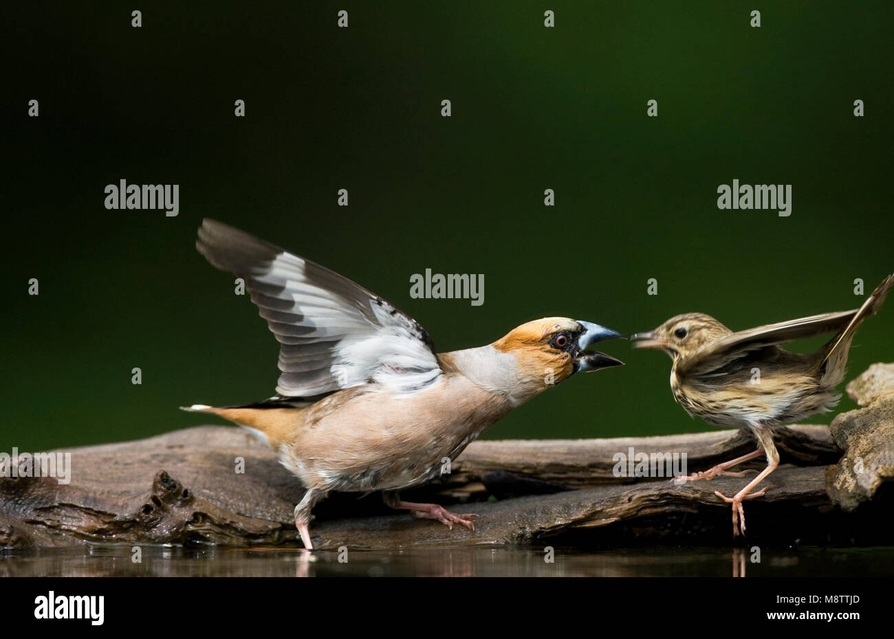 Drinkplaats Appelvink ; Hawfinch bij au site potable Banque D'Images