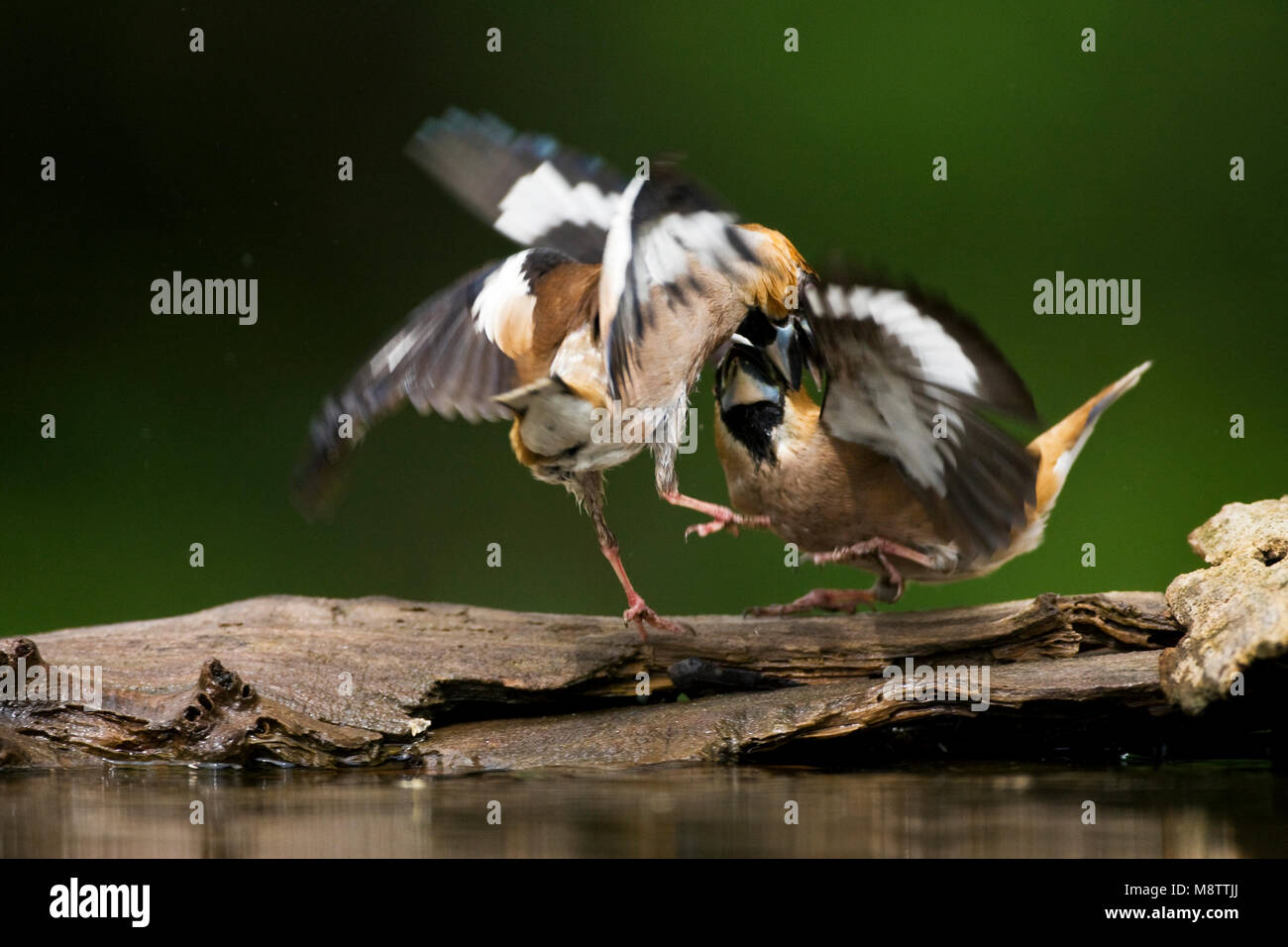 Drinkplaats Appelvink ; Hawfinch bij au site potable Banque D'Images