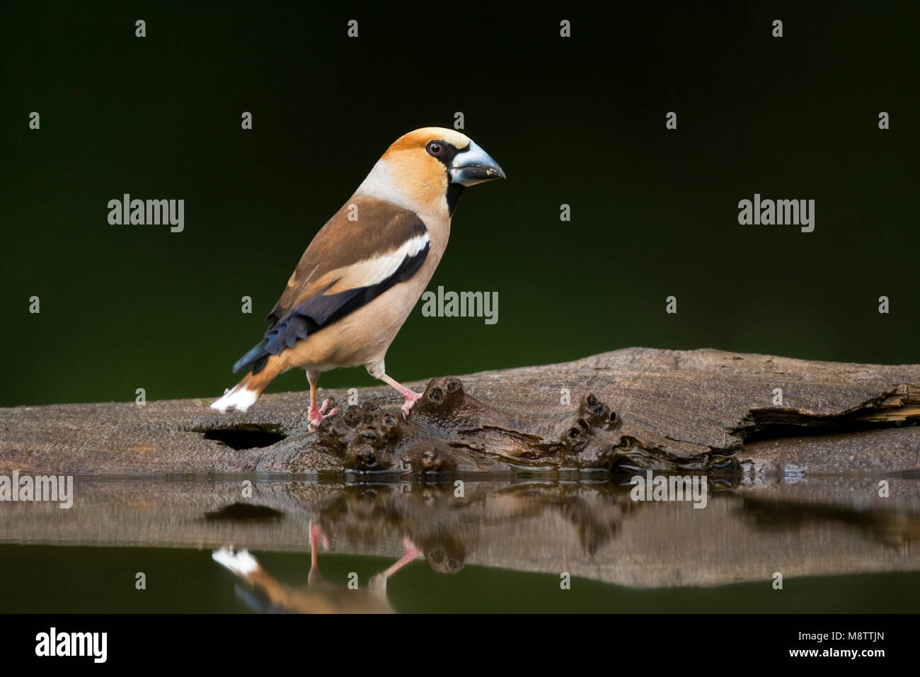 Drinkplaats Appelvink ; Hawfinch bij au site potable Banque D'Images