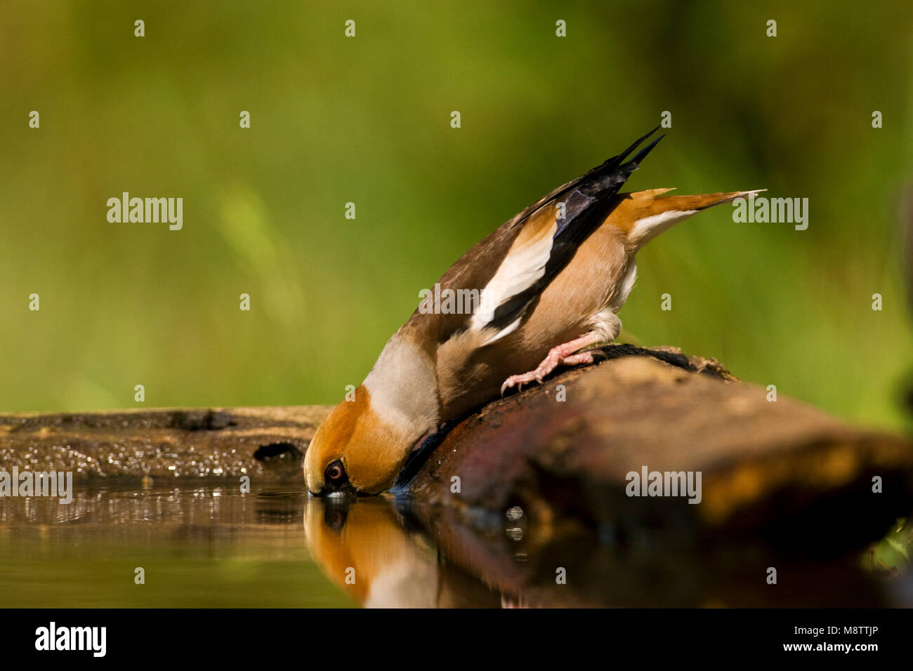 Drinkplaats Appelvink ; Hawfinch bij au site potable Banque D'Images