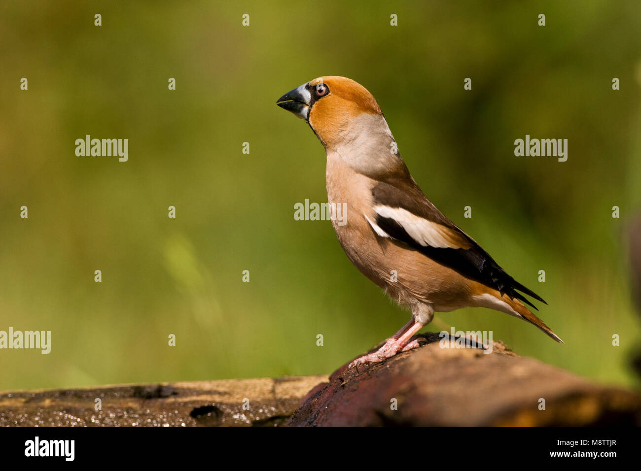 Drinkplaats Appelvink ; Hawfinch bij au site potable Banque D'Images