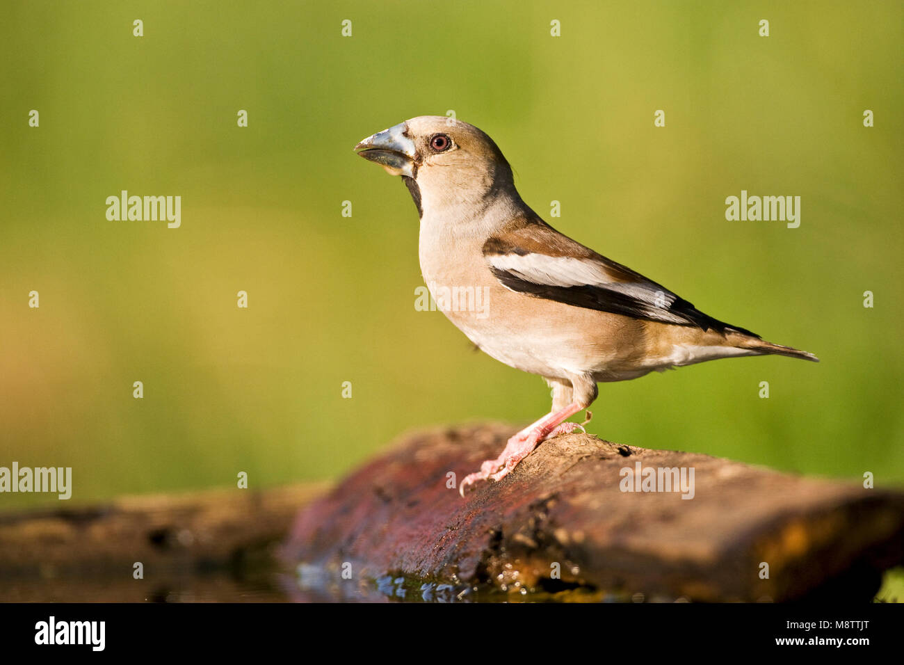 Drinkplaats Appelvink ; Hawfinch bij au site potable Banque D'Images
